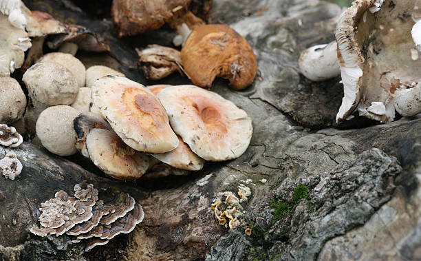 cogumelo na floresta - anumal imagens e fotografias de stock