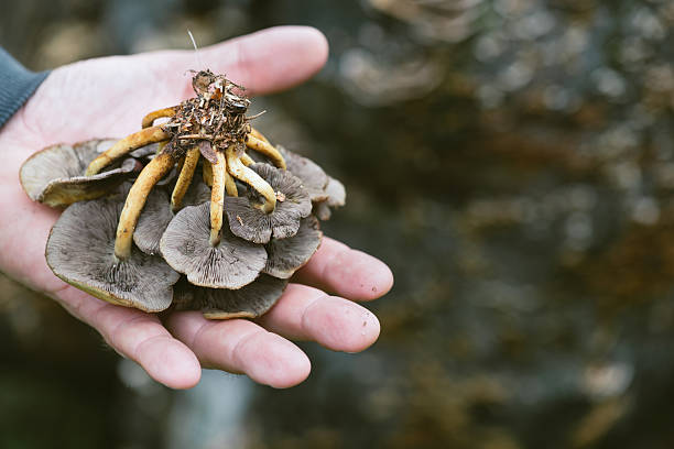 istock Freshly picked wild  mushroom on hand, 519976583