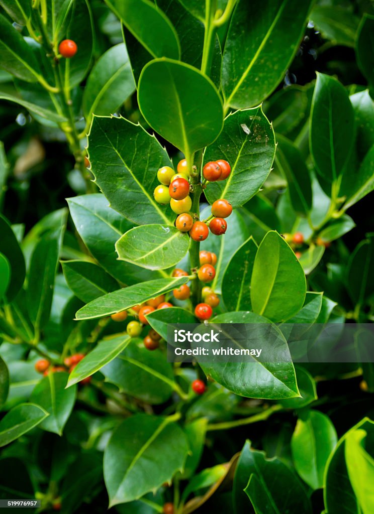 Orange holly berries Partly ripe berries on a holly bush in autumn sunshine in Norfolk, England. Autumn Stock Photo