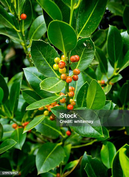 Orange Holly Berries Stock Photo - Download Image Now - Autumn, Berry, Berry Fruit