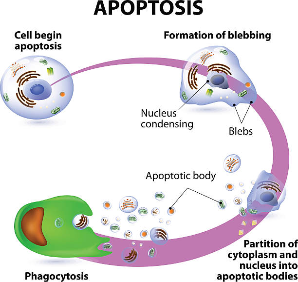 apoptosis Apoptosis is the process of programmed cell death. Vector diagram phagocytosis diagram stock illustrations
