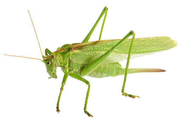 istock grasshopper isolated - Tettigonia viridissima 519995581