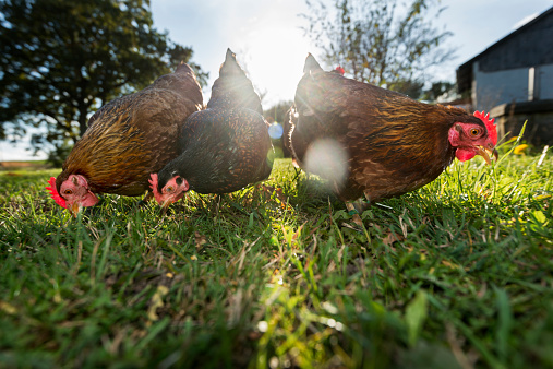 A happy group of  outdoor raised organic chickens pecking away at the ground for food.