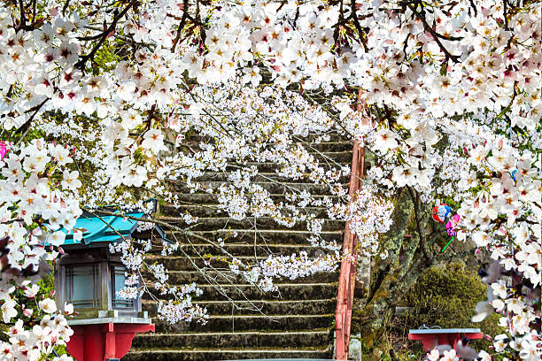 sakura season, Kyoto, Japan for adv or others purpose use