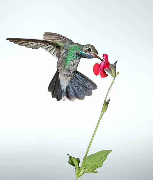 istock Blue Throated Hummingbird 519997679