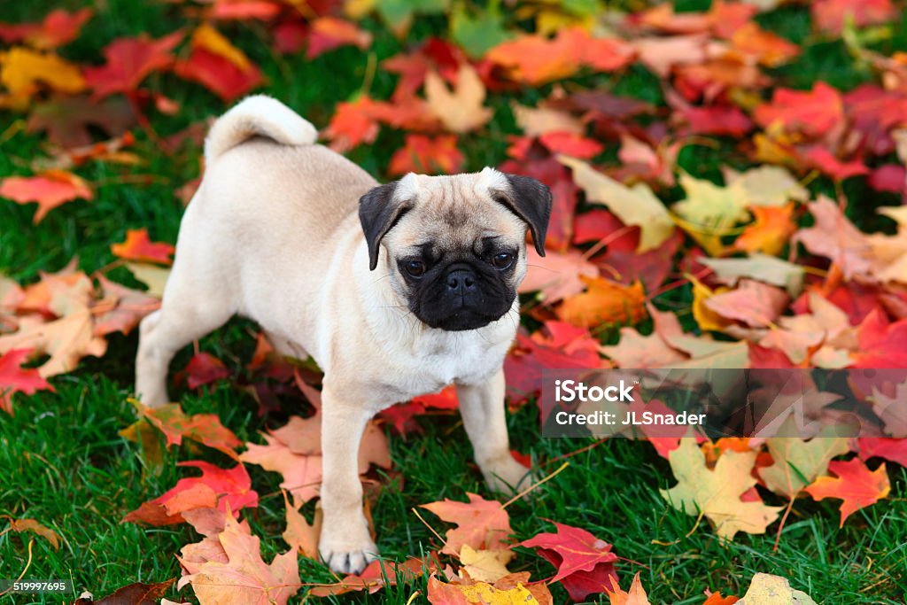 Pug puppy standing in Autumn leaves A playful Pug puppy stands in some colorful Autumn leaves. Animal Stock Photo