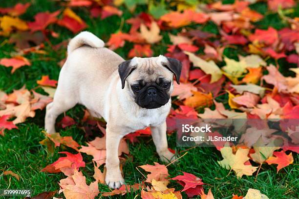 Pug Puppy Standing In Autumn Leaves Stock Photo - Download Image Now - Animal, Autumn, Dog