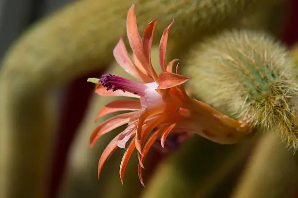 Photo of cactus blooming