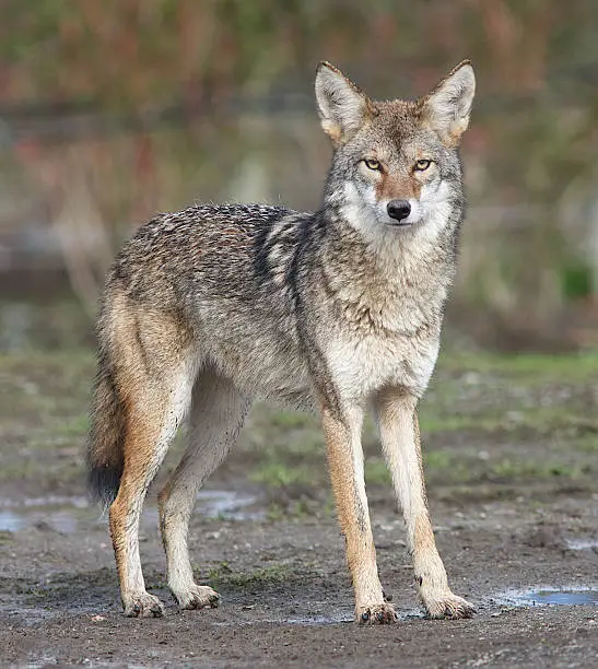 The Coyote is a highly versatile species, whose range has expanded amidst human environmental modification. This expansion is ongoing, and it may one day reach South America