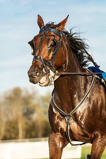 gros plan de chevaux de course de trot attelé - horse horse racing animal head horseracing track photos et images de collection