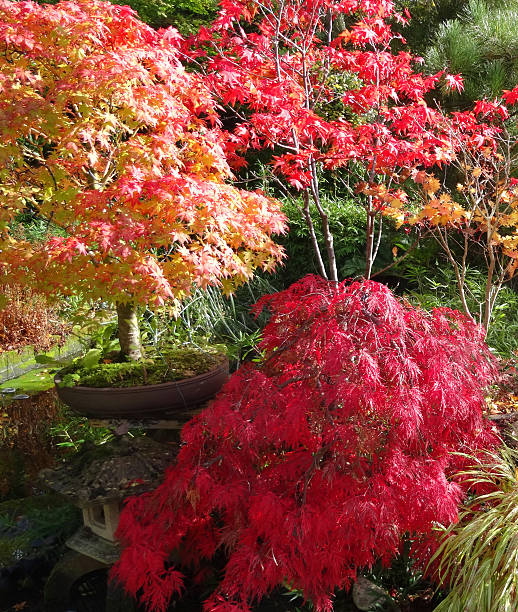 istock Japanese maples (bonsai trees), red autumn leaves (acer palmatum) 519999473
