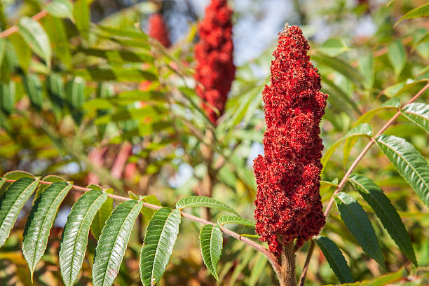 Sumac Stag Horn Sumac - Stock Image - Stag-Horn sumac stock pictures, royalty-free photos & images