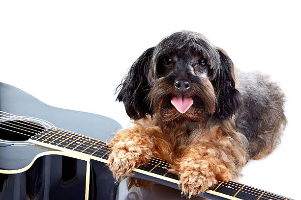 istock Small decorative doggie and guitar. 519999881