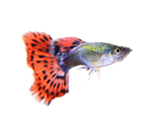istock guppy fish isolated on white background 520000249