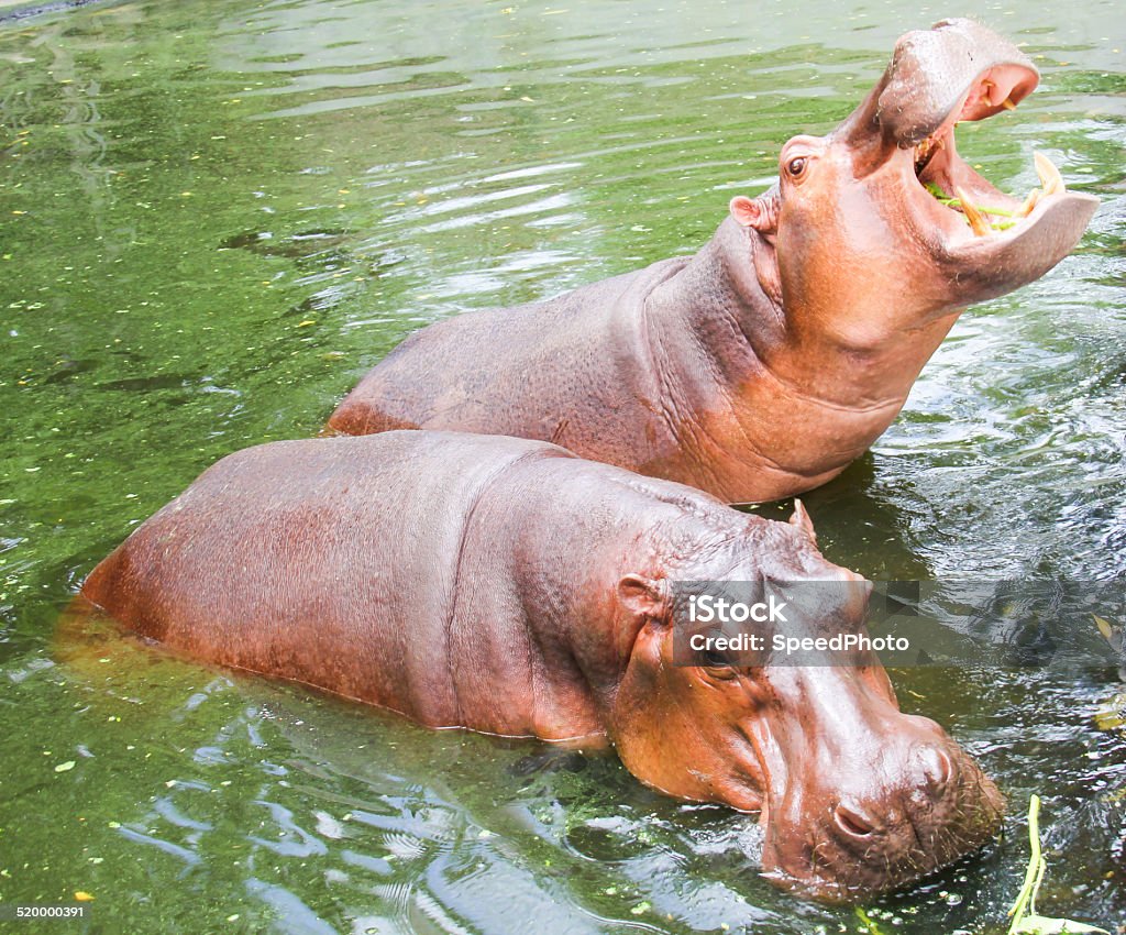 Hippopotamus in the river Animal Stock Photo
