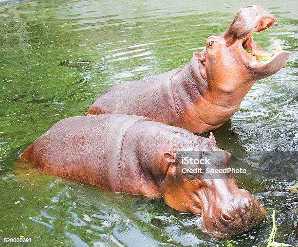 Hippopotamus In The River Stock Photo - Download Image Now - Animal, Animal Wildlife, Animals In The Wild