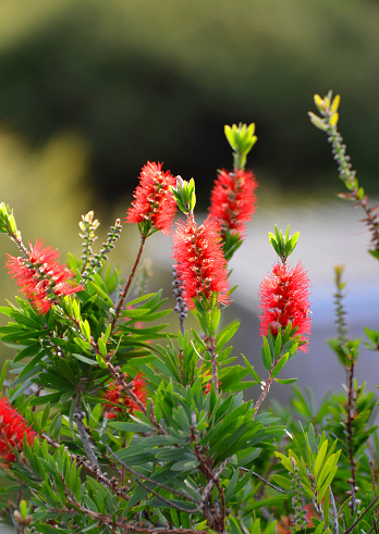 Bottle brush flowers, Tryphena, Great Barrier Island, Hauraki Gulf, New Zealand