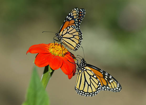 istock Monarch butterflies on Mexican Sunflower 520000457