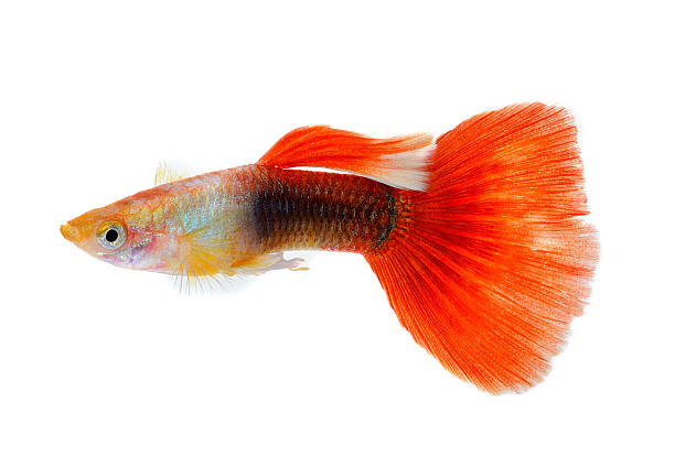 istock guppy fish isolated on white background 520001027