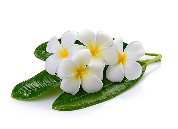 istock frangipani flower isolated white background 520001031