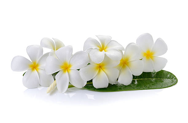 istock frangipani flower isolated white background 520001033