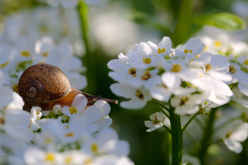 Garden snail in the flowers on a sunny spring morning