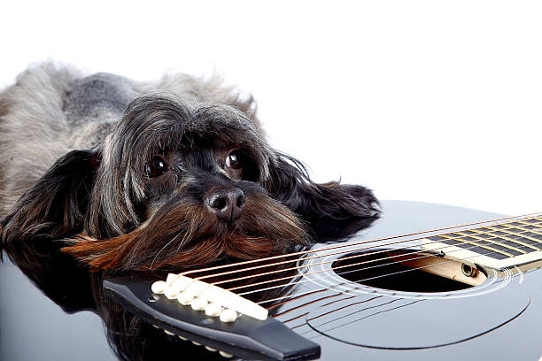 istock Portrait of a dog with a guitar 520001921