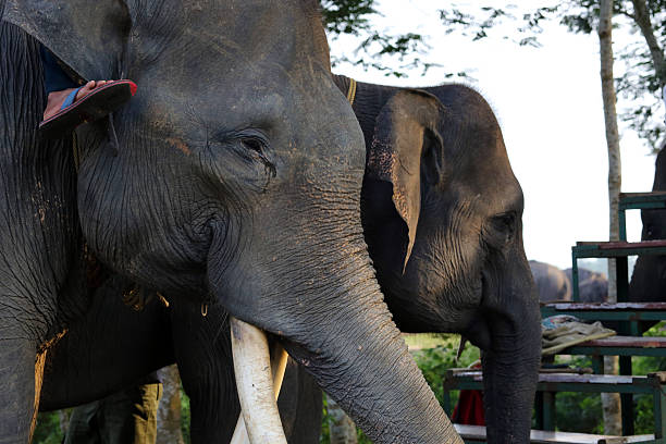 istock Indonesia: Elephants at Way Kambas National Park 520002449