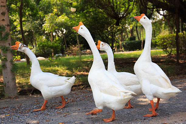 istock White Embden domestic geese 520002531