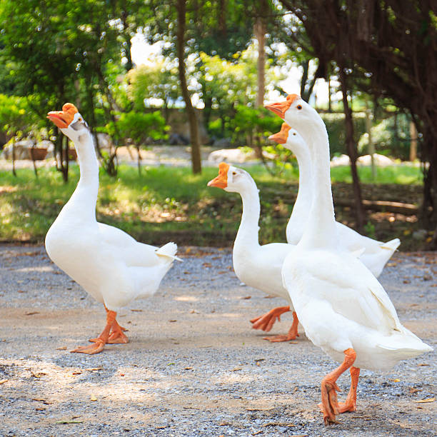 istock White Embden domestic geese 520002533