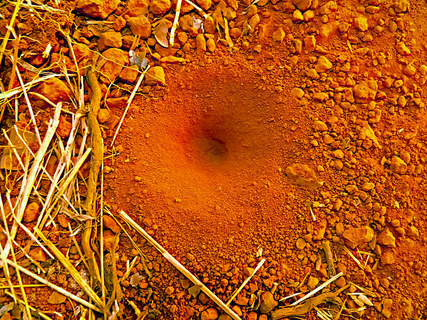 Funnel of Antlion, Myrmeleon formicarius, Myrmeleontidae, Doodlebug, Denizens Of The Sand, Maharashtra, India