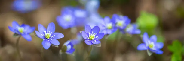 Hepatica - Liverwort - Blue Anemone. Close up blue flowers panorama