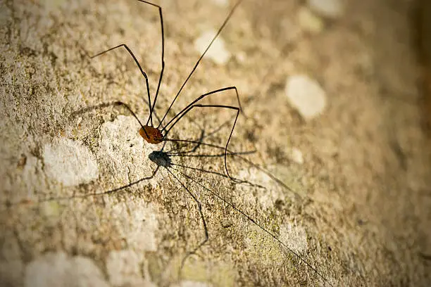 Photo of Harvestman Spider