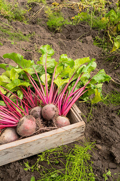 istock Eco beets in the garden 520005320