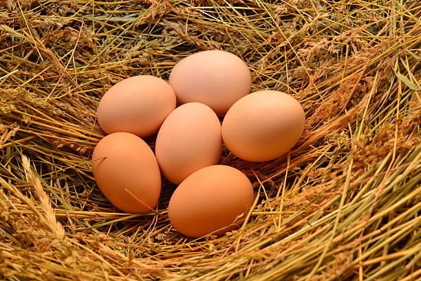 istock Chicken eggs, laying eggs on the Seine. 520005446