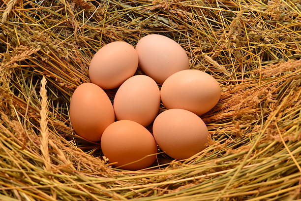istock Chicken eggs, laying eggs on the Seine. 520005870