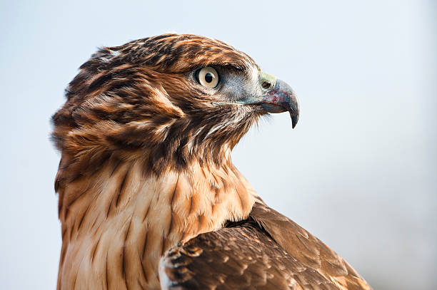 istock Portrait of a Red Tailed Hawk looking into distance 520006230