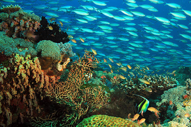 istock School of Fish over Coral Reef 520006668