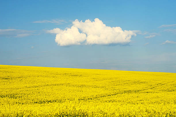 Wide green field under a sunny sky with scattered white clouds, creating a bright and peaceful scene