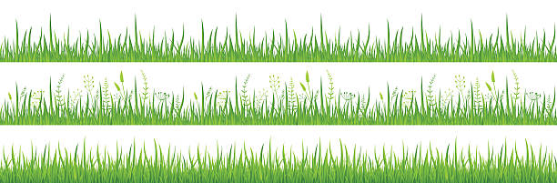 푸른 잔디-원활한-일러스트 - long leaf grass blade of grass stock illustrations