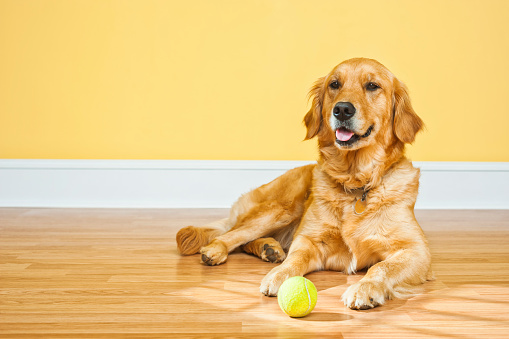 A happy two year old Golden Retriever. looking at ther camera, lying on the laminated wood floor with a tennis ball waiting for someone to play fetch with her. This cute young dog is waiting in the glow of sunlight beaming down on the floor inside a home, patiently waiting to play fetch with her tennis ball.   \