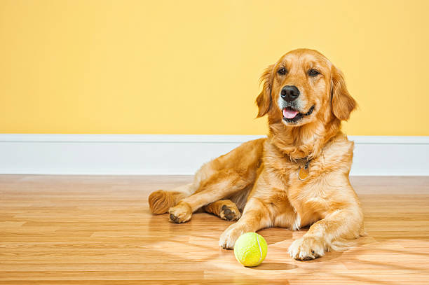 Young dog waiting with ball to play fetch stock photo