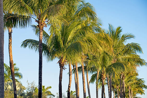 istock miami florida beach scenes on a sunny day 520009044