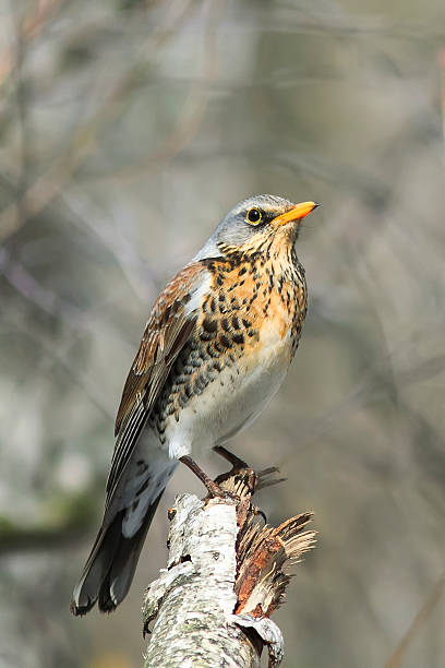 istock pied thrush is on the tree and looked 520009764