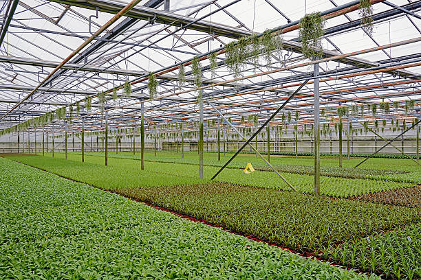 istock young plants growing in greenhouse 520009804