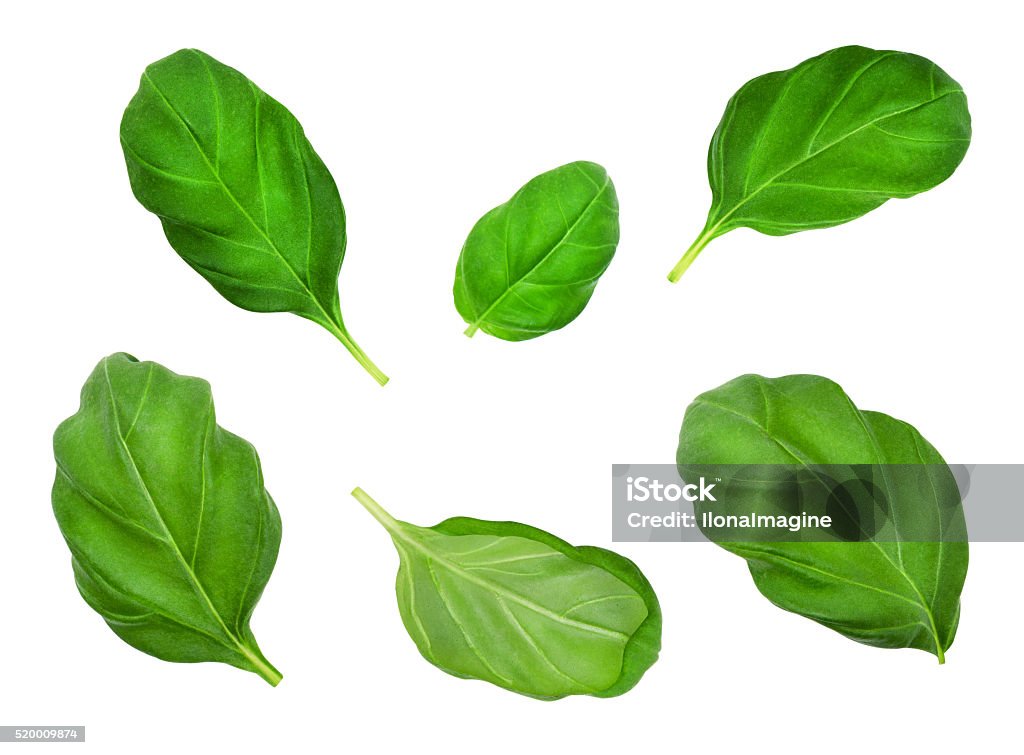 Set of basil leaves. Set of basil leaves isolated on  white background. Design element for product label, catalog print, web use. Basilica Stock Photo