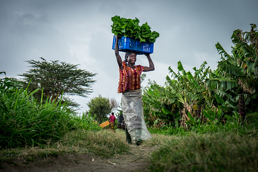 Kenyan vegetable farmer carrying a crate of spinach on her head