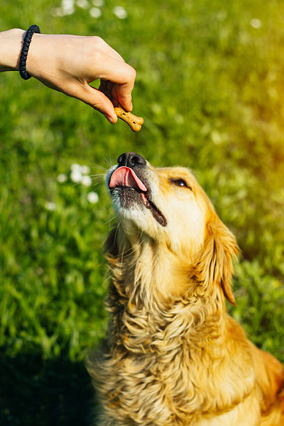 oro retriever comer galletas los huesos - pets table animal cheerful fotografías e imágenes de stock