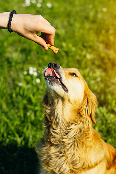 or chien d’arrêt manger des biscuits à levure chimique salés os - pets table animal cheerful photos et images de collection