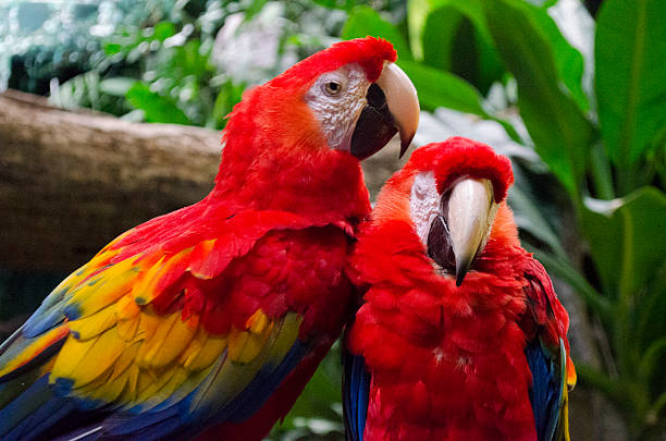 istock Pair of scarlet macaws 520011568